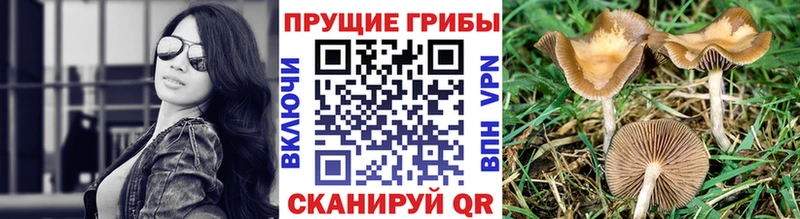 Галлюциногенные грибы Psilocybine cubensis  Вяземский 